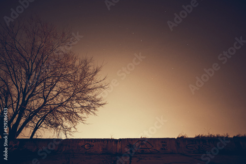 Tree in the Dark at Night