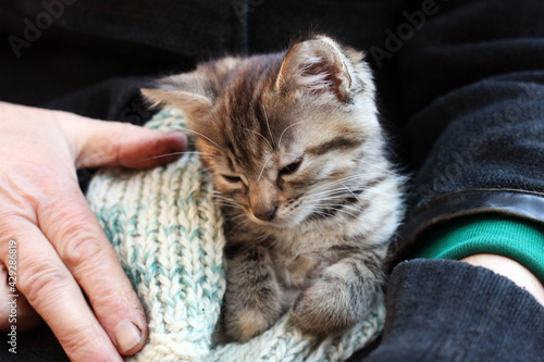 Grandmother holds a small cat on her lap