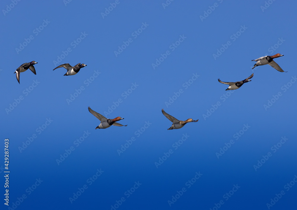 Three Tufted Ducks (Aythya fuligula) and three.Common Pochards (Aythya ferina) flying in formation over a pond in southern Germany