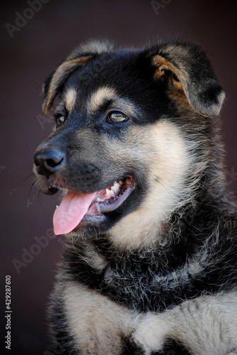 Puppy dog a few months old posing in different ways being adorable and original