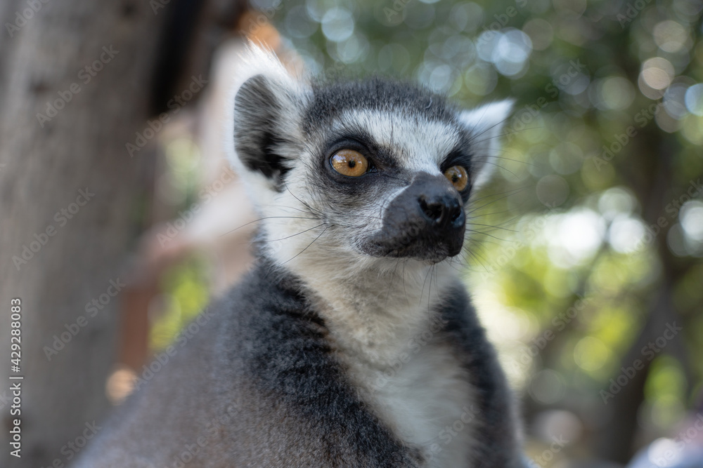 Obraz premium A close up shot of a ring-tailed lemur.