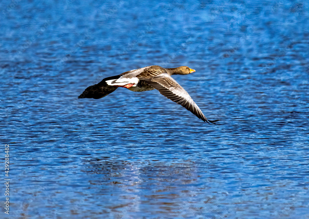 A Greylag Goose (Anser anser) is performing a low-level flight over the calm water of a small pond in southern Germany A Greylag Goose (Anser anser) is performing a low-level flight over the calm water of a small pond in southern Germany