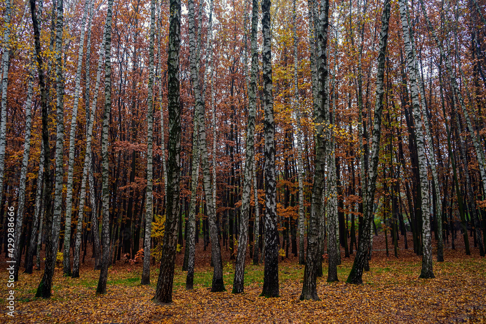 Fototapeta premium autumn landscape