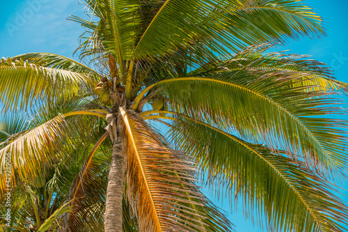 Coconut Palm tree. Green Tree branch. Blue sky on background. Spring break or Summer vacations. Tropical nature. Ocean paradise. 