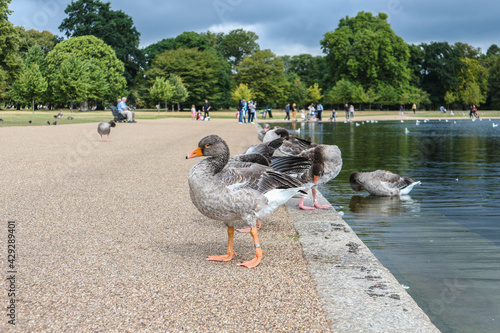 Εκτύπωση καμβά Greylag geese standing on the shore of artifical lake in the park, not affraid o
