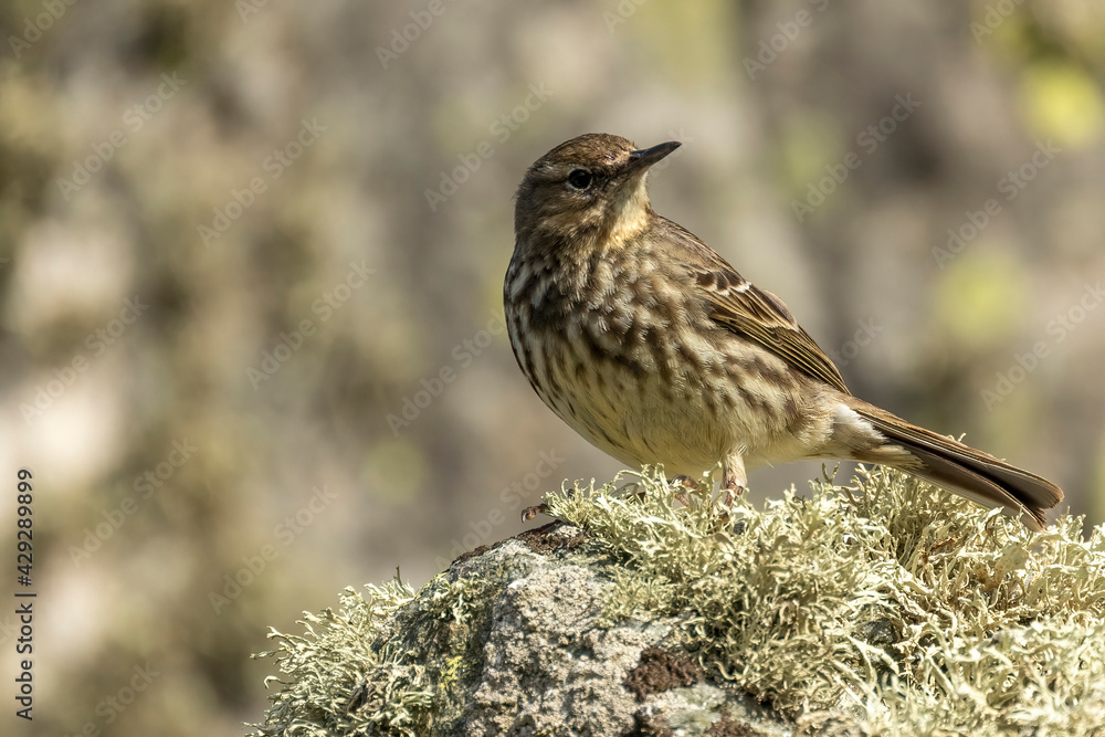 Horizontal photograph, a small bird stone pipit sitting on a stone. Horizontal photograph, a small bird stone pipit sitting on a stone.
