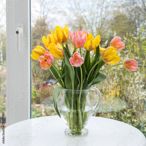 Fenster  Garten  Tulpen  zweifarbig