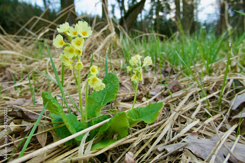 Yellow primroses symbolize the arrival of spring