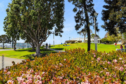 spring in the park with people walking and relaxing with lush green grass and trees with pink flowers at Burton Chace Park  in Marina del Rey California USA photo