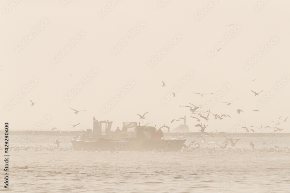 Boats of the coastal professional fisherman checking their fish traps on the sea bay, while big swarm of seagulls surrounding the boats for feasting with by-catch fish