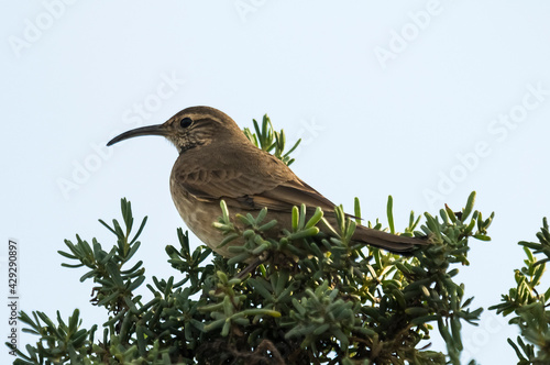 Scale throated earthcreeper , Patagonia, Argentina. photo