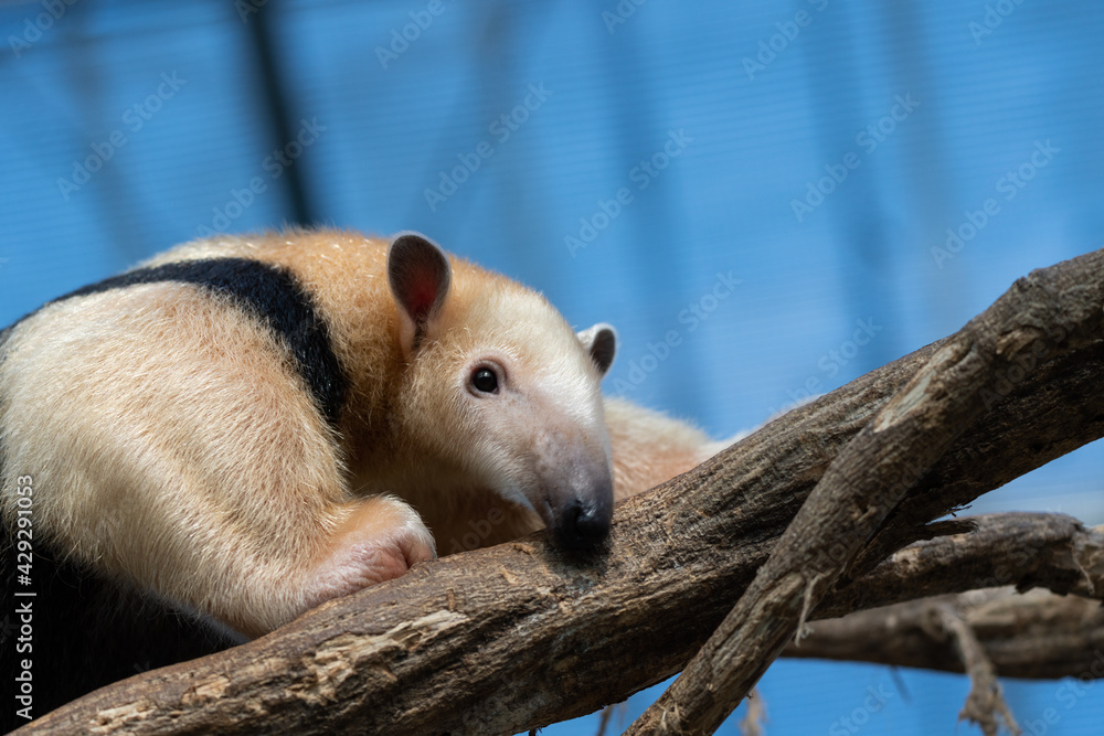 Southern Tamandua is lying on a branch. Southern Tamandua is lying on a branch.