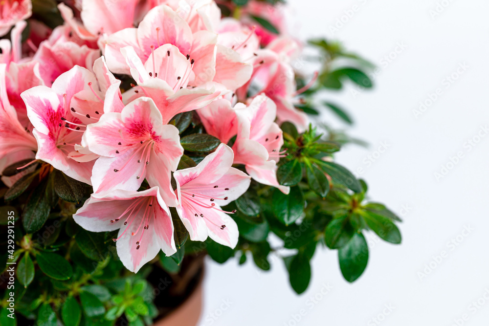 Close up of pink azalea blossoms or Rhododendron plant with flowers in full bloom on white background.