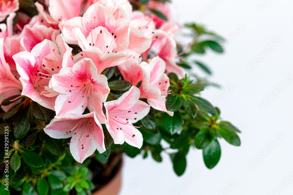 Obraz premium Close up of pink azalea blossoms or Rhododendron plant with flowers in full bloom on white background.