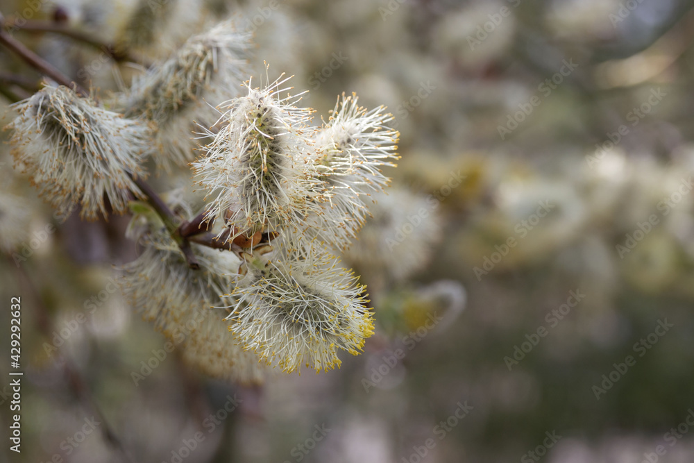 The flowers of the salix willow are collected in dense earring inflorescences in early spring. Ornamental shrub for the garden. Landscape design. The flowers of the salix willow are collected in dense earring inflorescences in early spring. Ornamental shrub for the garden. Landscape design.