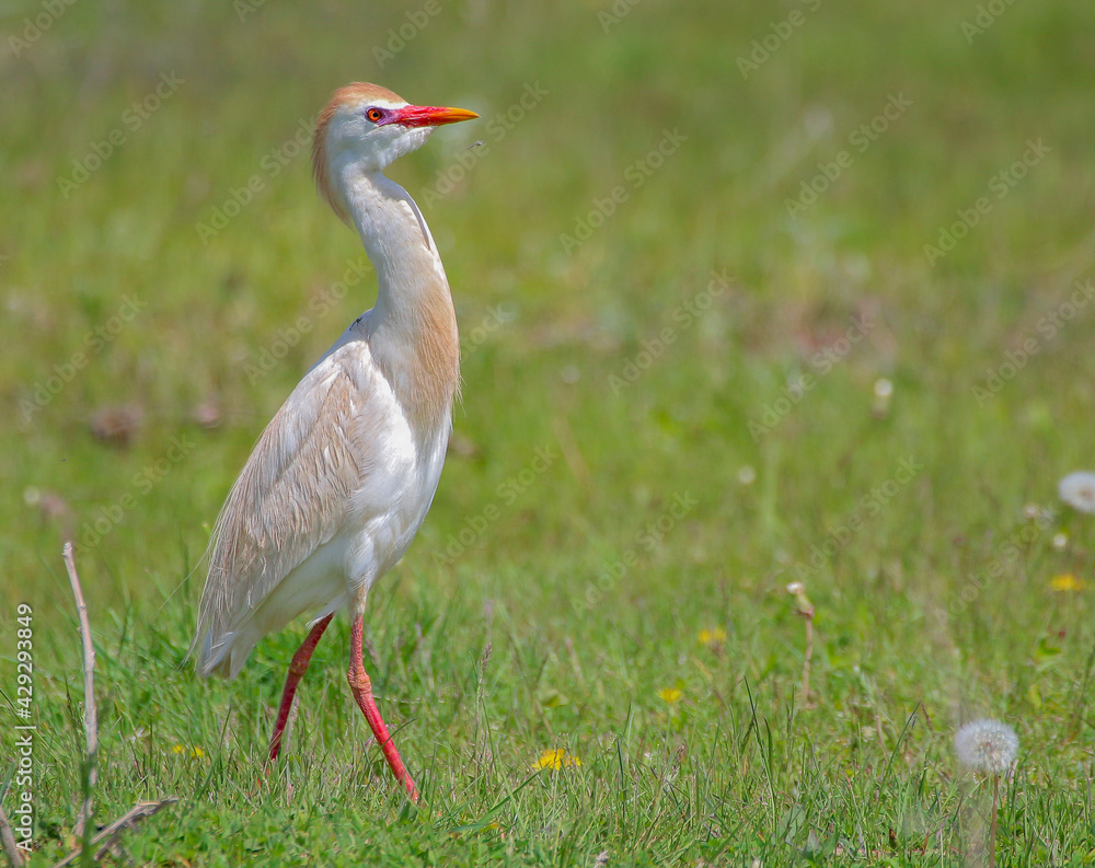 Cattle egret at Lake Sevan