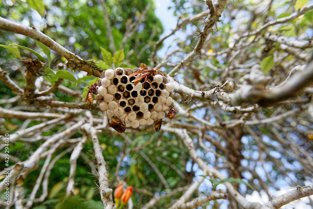 Foto de Guêpes Maçonne et leur nid en Guyane française