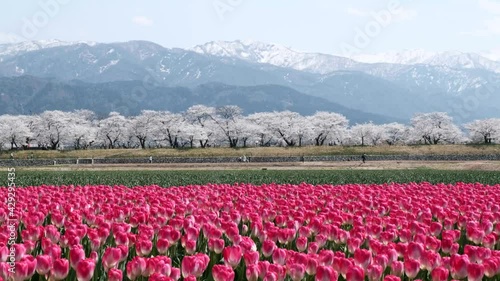 日本の春風景後立山連峰を背景に舟川べりの桜並木とチューリップ畑