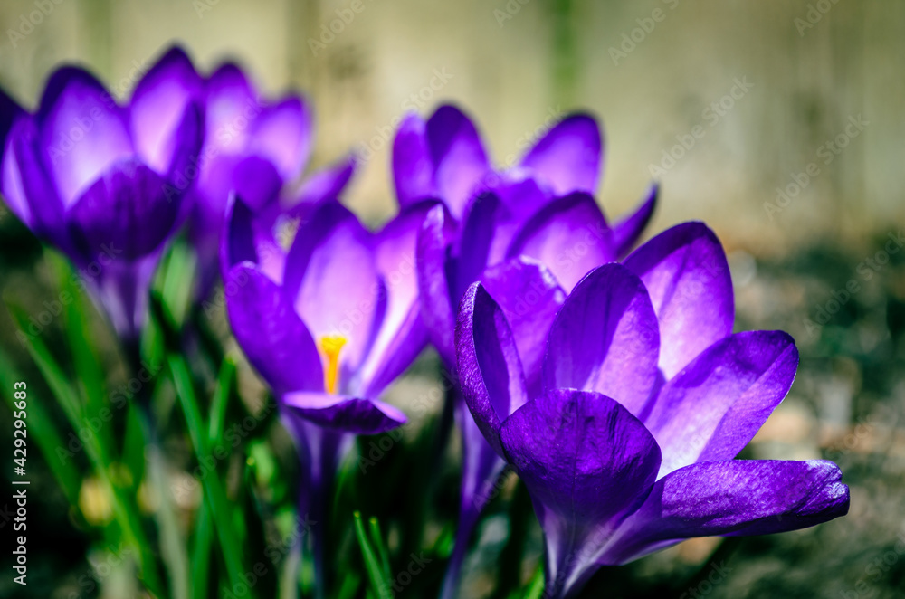Top view of vibrant purple Crocus flowers in a garden Top view of vibrant purple Crocus flowers in a garden