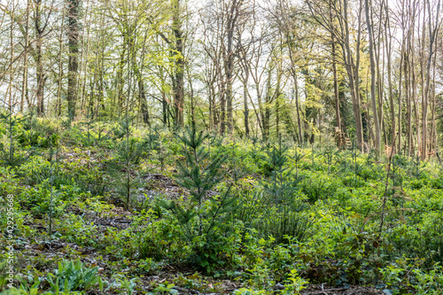 Fototapeta Naklejka Na Ścianę i Meble -  Wiederaufforstung im Mischwald durch anpflanzen von Jungbäumen