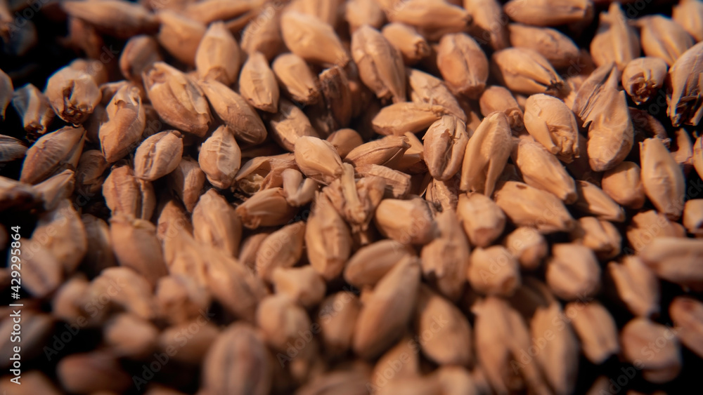 Beer Malt Seeds macro shot closeup Beer Malt Seeds macro shot closeup