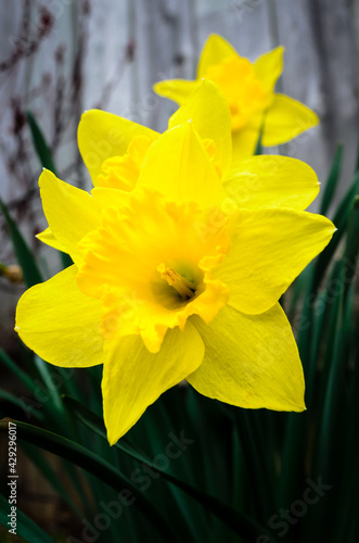 Close-up of a row of yellow Daffodil flowers