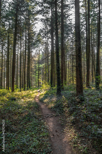 Fussweg durch den Wald