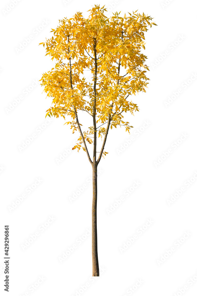 Autumn tree with yellow leaves isolated on white background, cutout plant Autumn tree with yellow leaves isolated on white background, cutout plant