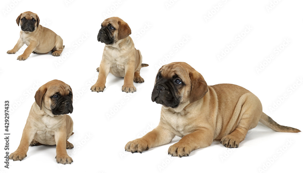 collection of puppy bullmastiff in different postures