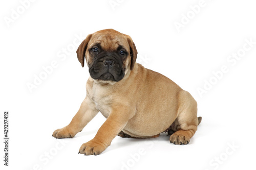 puppy bullmastiff isolated on white background 