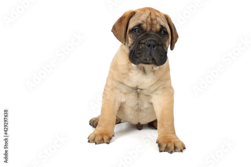 puppy bullmastiff isolated on white background 