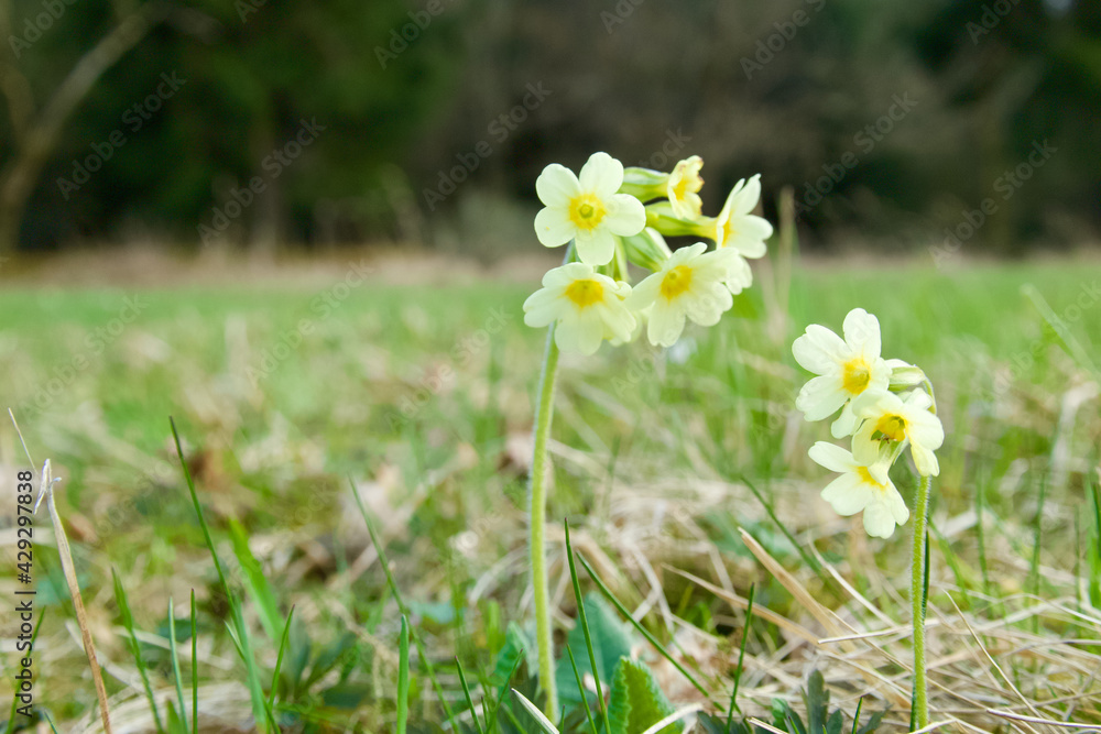 Beautiful yellow flower in the grass - Primrose veris Beautiful yellow flower in the grass - Primrose veris
