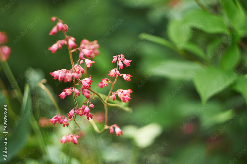 Delicate inflorescence of Heuchera in the garden. Small coral flowers on the left. Blurred green background of garden plants Delicate inflorescence of Heuchera in the garden. Small coral flowers on the left. Blurred green background of garden plants