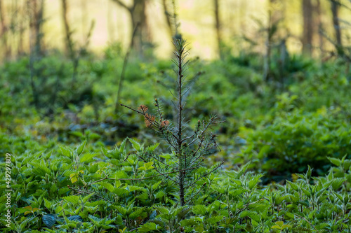 Wiederaufforstung im Mischwald durch anpflanzen von Jungbäumen