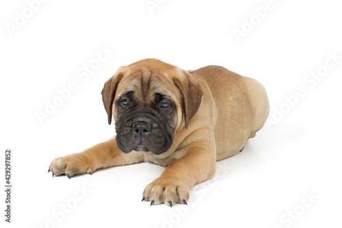 puppy bullmastiff isolated on white background 