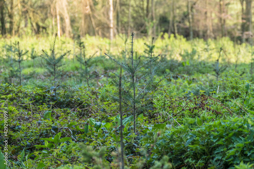 Wiederaufforstung im Mischwald durch anpflanzen von Jungb  umen