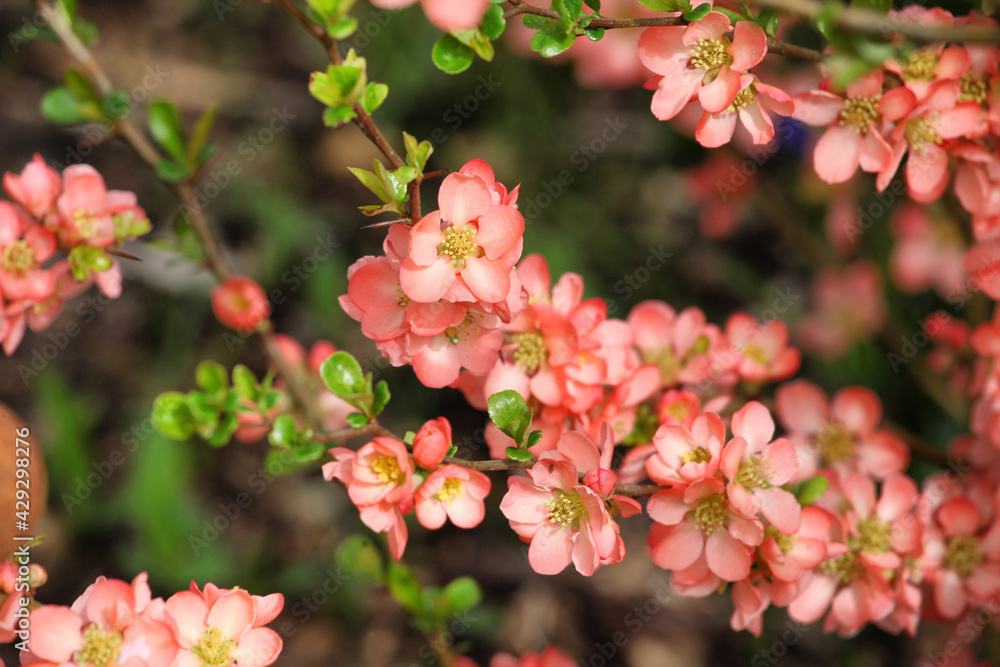Orange Japanese Quince 'Chaenomeles x superba' Salmon Horizon in flower Orange Japanese Quince 'Chaenomeles x superba' Salmon Horizon in flower