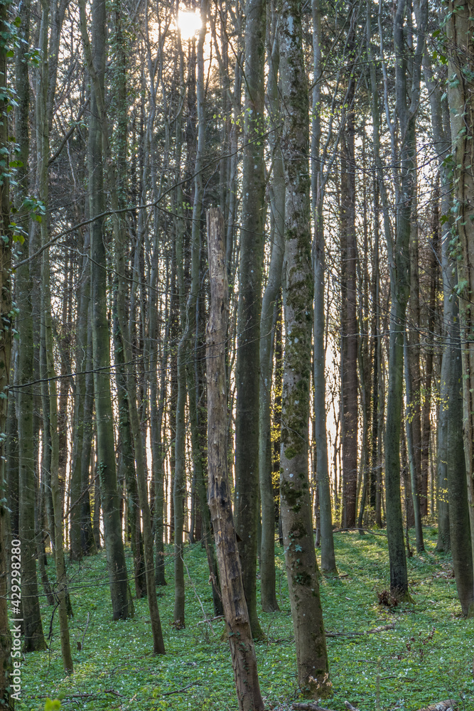 Obraz premium Waldrand