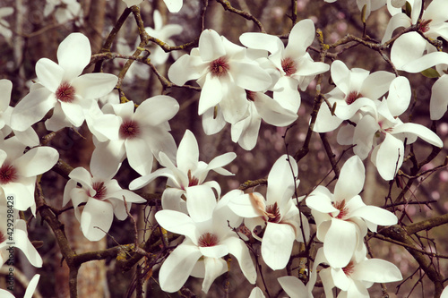 Cream Magnolia tree 'Cecil Nice' In flower photo