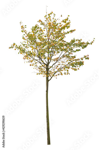 Deciduous autumn tree. Platanus isolated on white background.