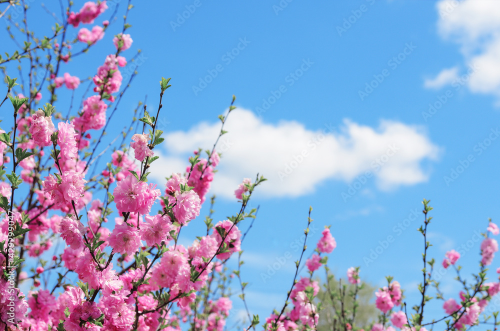 Branches of a blossoming sakura against the blue sky with clouds. Space for text.