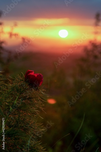 Beautiful flowers peonies in nature at the evening sunset. Delicate tranquility is a delightful artistic image of nature. Beshtau mountains, Mashuk, Pyatigorsk, Russia