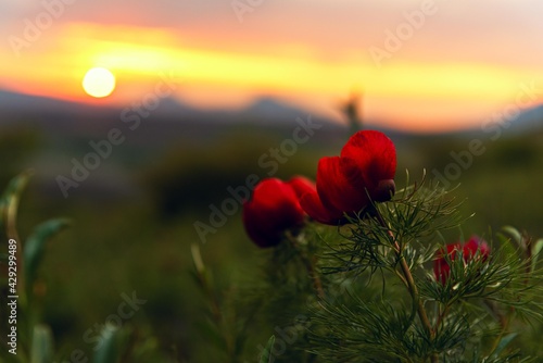 Beautiful flowers peonies in nature at the evening sunset. Delicate tranquility is a delightful artistic image of nature. Beshtau mountains, Mashuk, Pyatigorsk, Russia