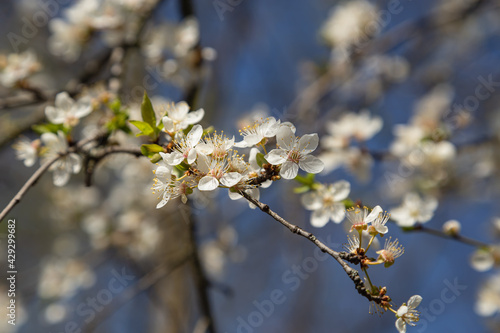 Spring trees blooming. Cherry blossom tree, apricot flowers background.