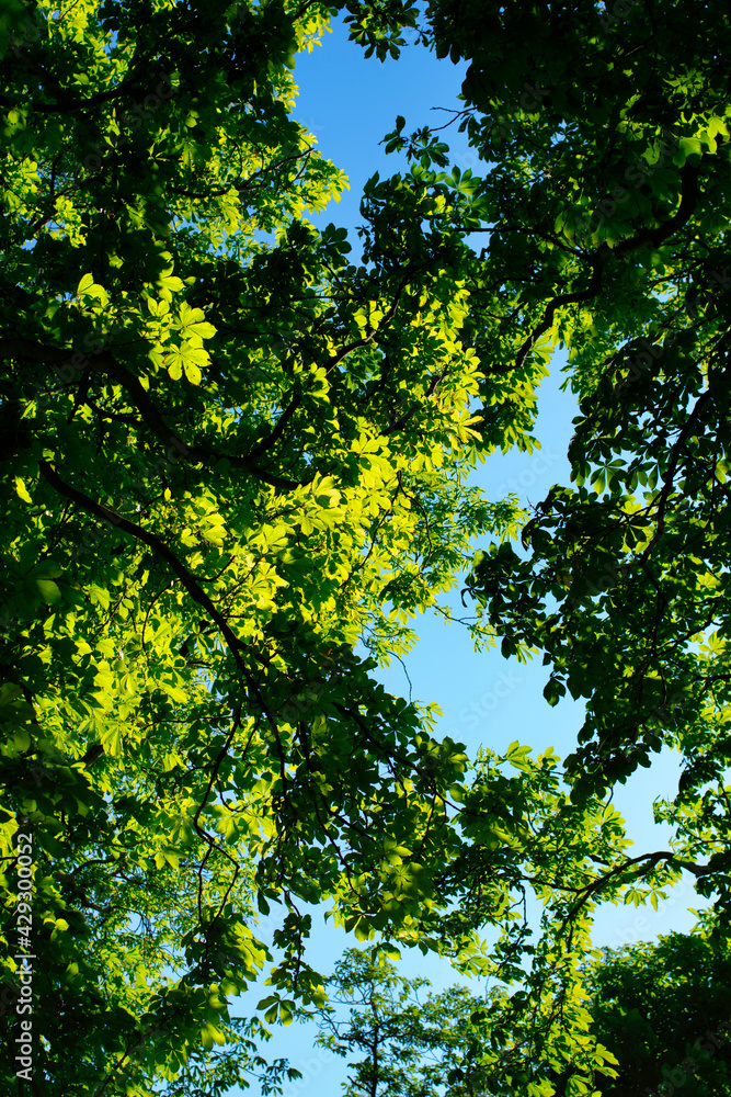 Sunlight through the trees and blue sky