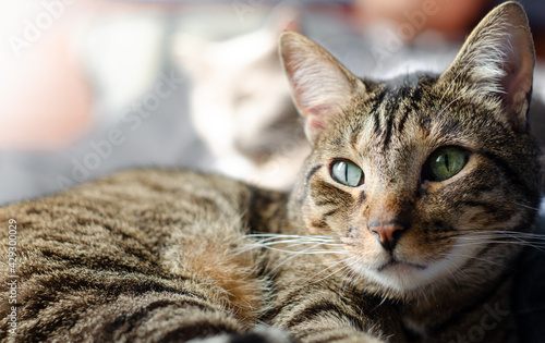 Gato atigrado mirando a la cámara en un plano cerrado © Centric 