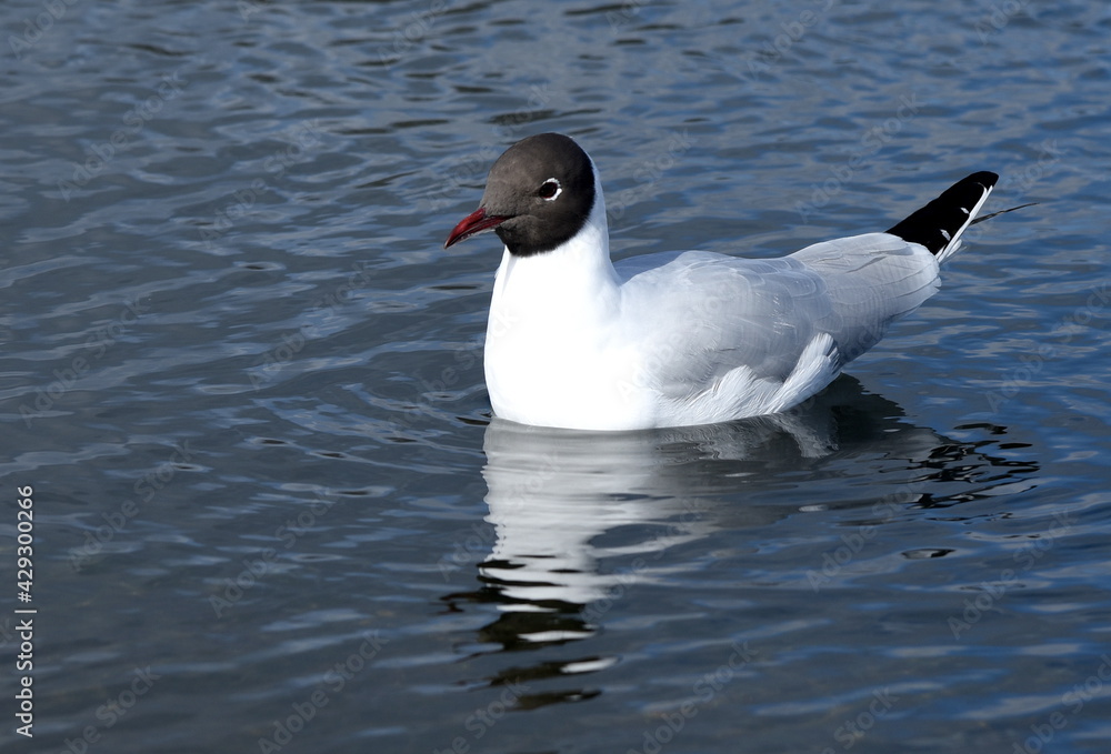 Weiße Möwe mit schwarzem Kopf auf dem Wasser Weiße Möwe mit schwarzem Kopf auf dem Wasser