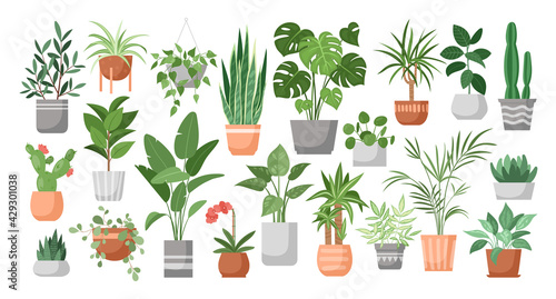 Houseplants. Vector set of house decor with plants, succulents in pot. Indoor exotic flowers with stems and leaves. Monstera, ficus, pothos, yucca, dracaena, cacti, snake plant for home and interior