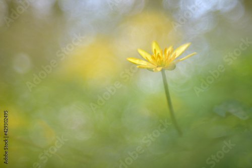 Scharbockskraut Ranunculus ficaria