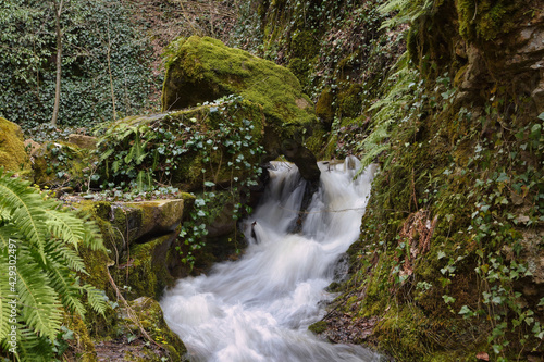 stream in the forest